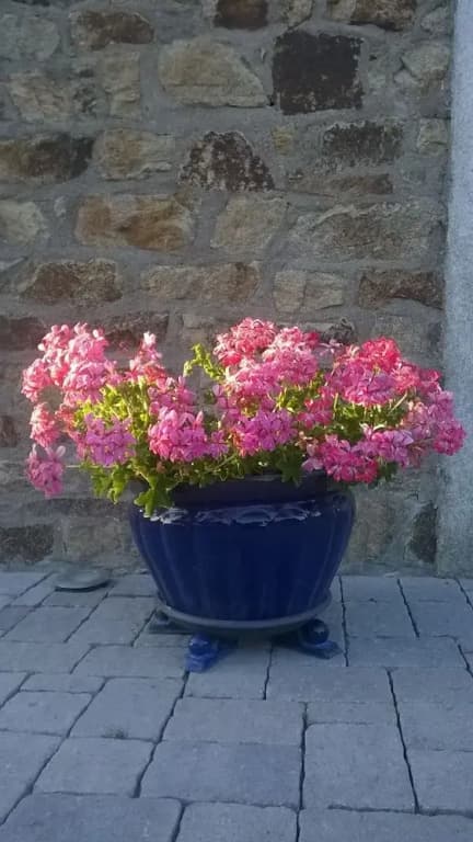 Les Ecuries de Bel Air - Photo 4