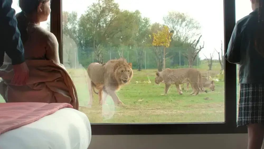 Le royaume des Lions - Photo 3
