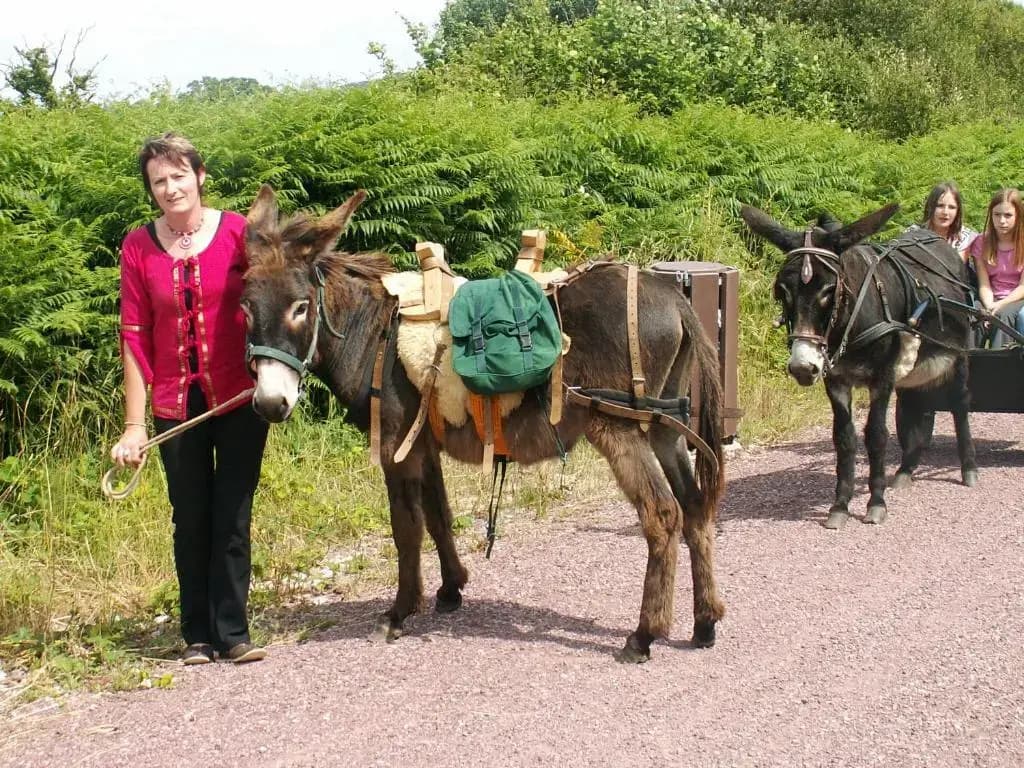 Ecuries Leseigneur - Gite - Photo 4