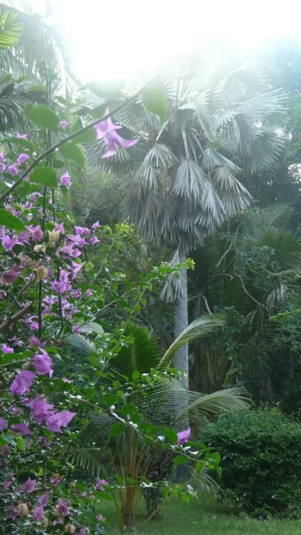 Le Jardin Maore - Photo 1