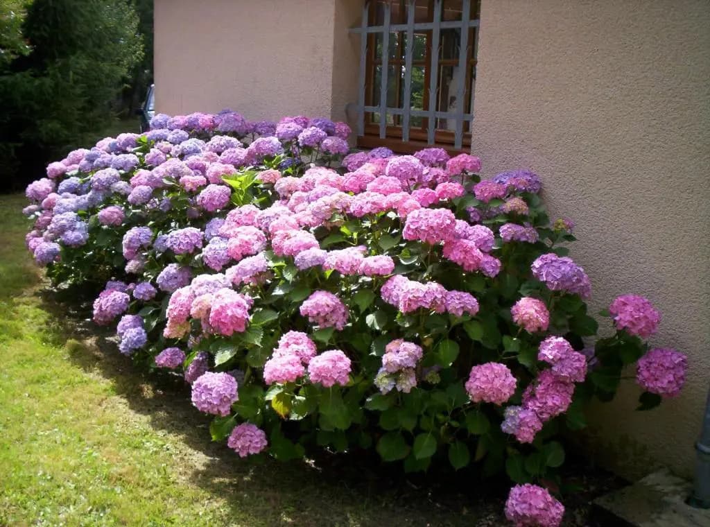 Maison de Vacances MACOU 2 - Photo 3