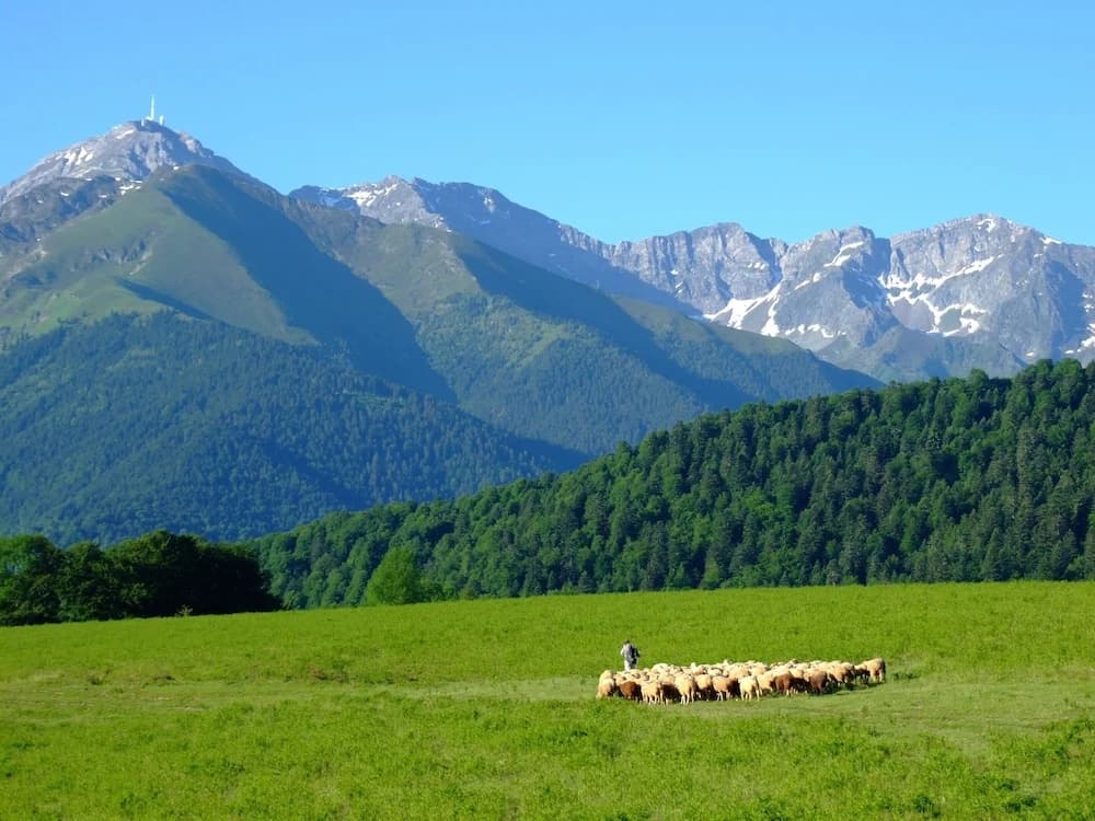 Vie D'estive - Miniature 6