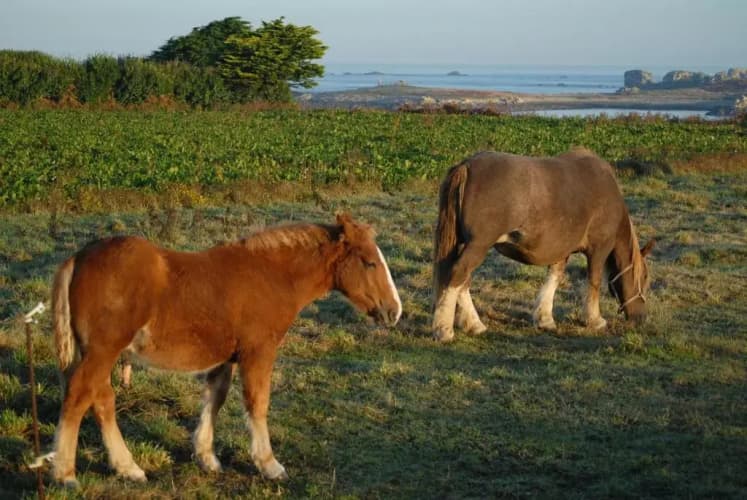 Roulotte Gîtes O bien-être massage Spa Séjour bien-être en hébergement insolite roulotte Karantez ou en gîtes Melon ou Yock à 800 m des plages Maison d'hôte Drogou