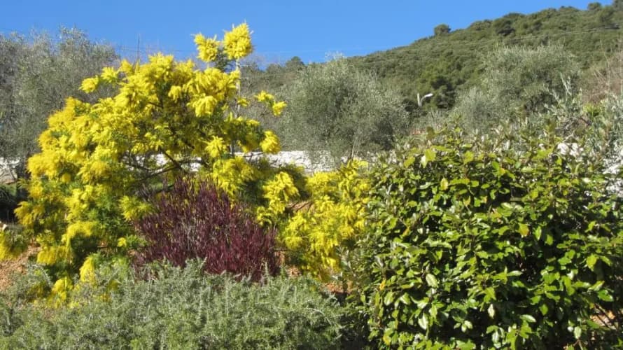 villa des oliviers