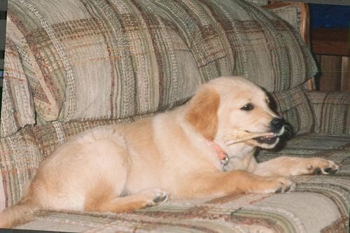 Photo Retriever de la Nouvelle-Écosse