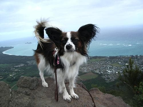 Photo Épagneul Nain Continental Papillon