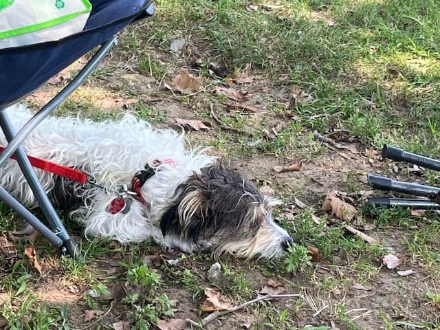 Photo Jack Russell Terrier