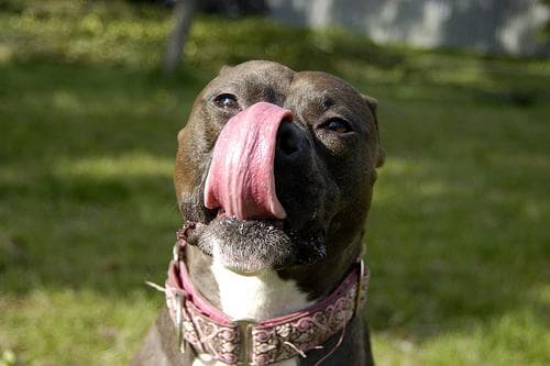 Photo Staffordshire Terrier Américain (Amstaff)