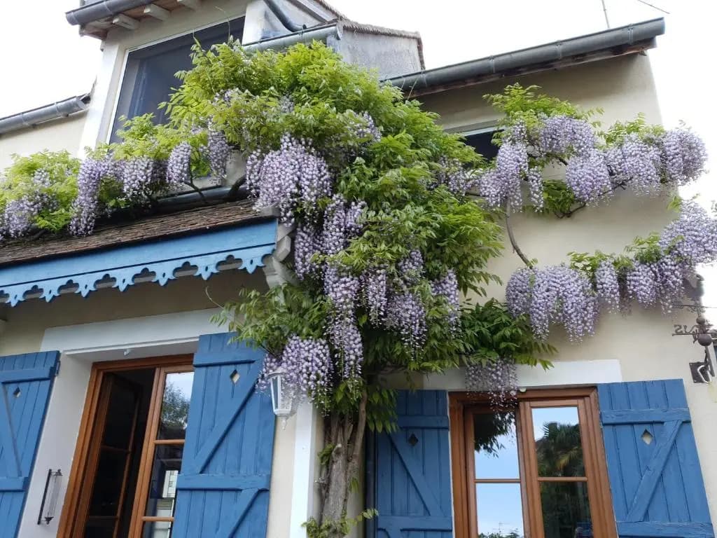 Les Glycines - Photo 1