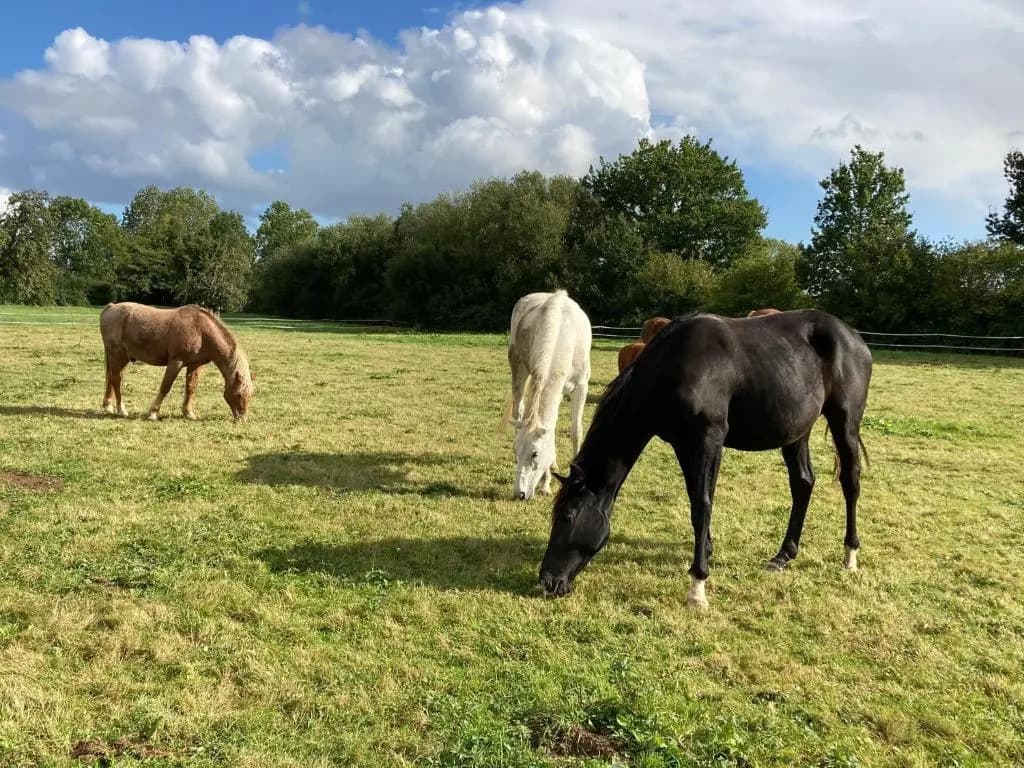 Gîte chez Loupi - Photo 1