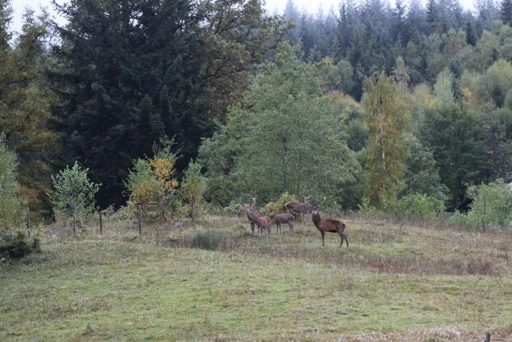 Haut Pre De Ces Dames - Photo 1
