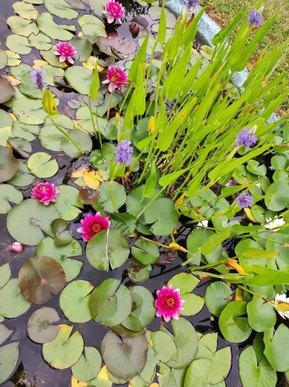 Villa des petites Chaumes - Photo 1