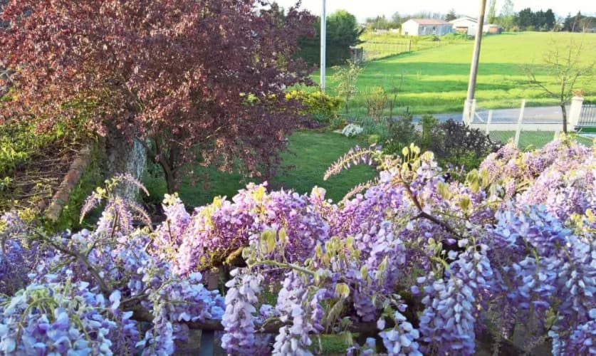 Les Glycines B&B Apartment