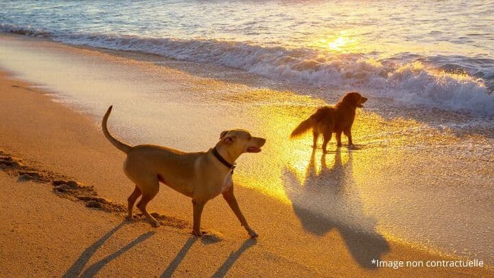 Plage Plage de Tréflez à Tréflez, chiens admis hors saison