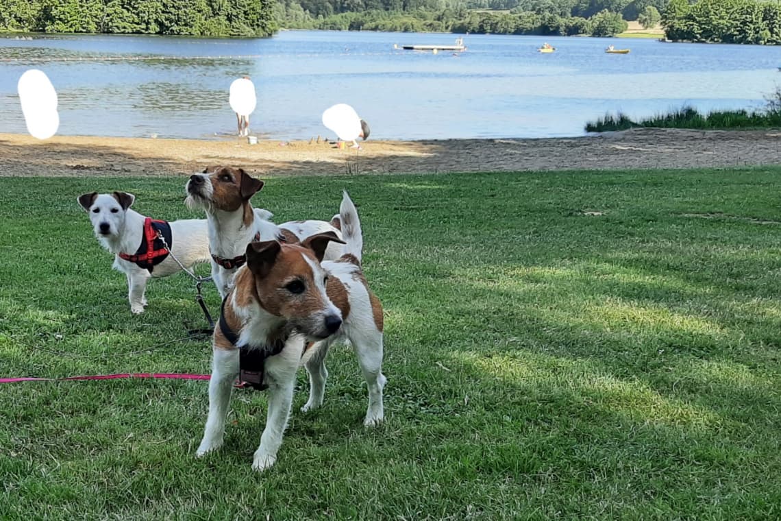 Plage Lac de Coiroux à Aubazines, chiens admis en laisse