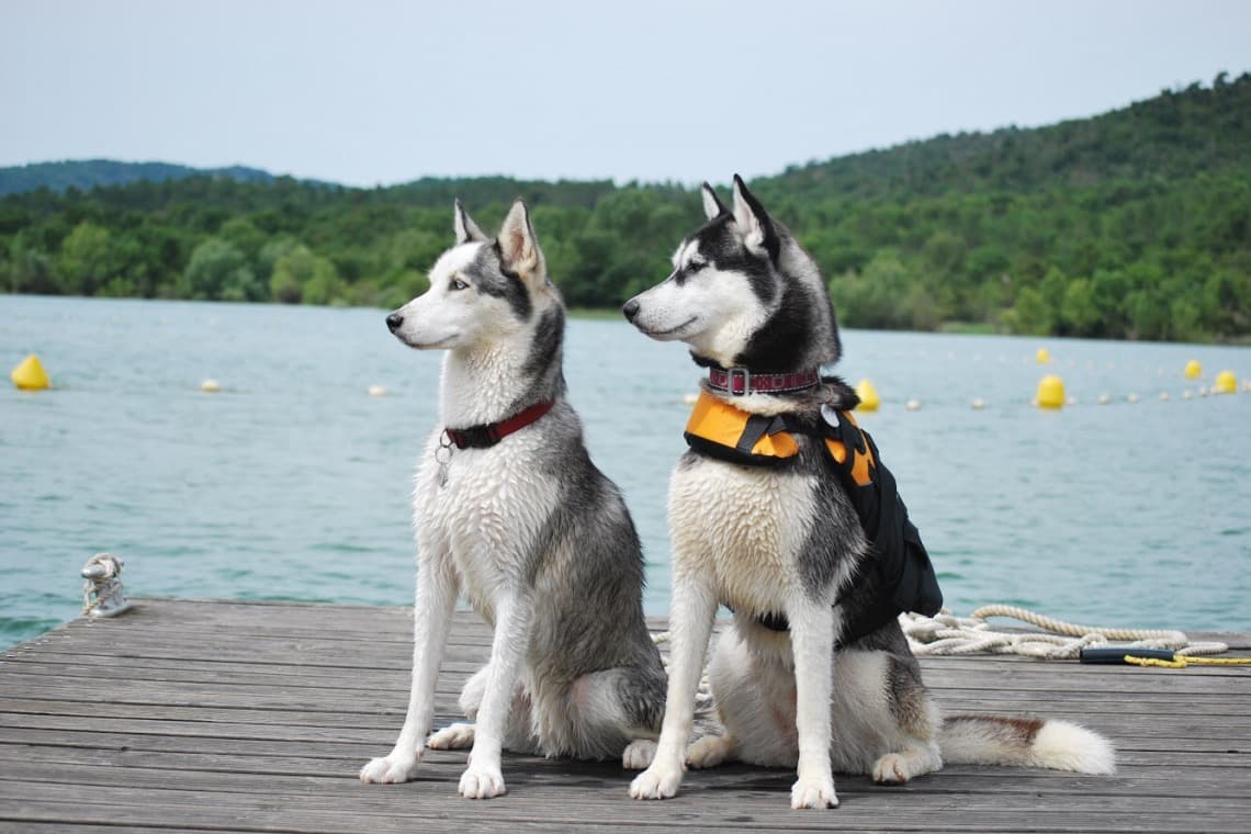Plage Lac de Saint-Cassien à Tanneron, chiens admis toute l'année