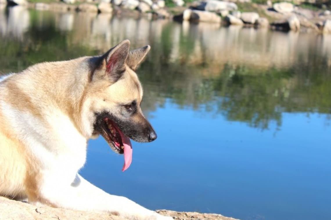 Plage Lac des Settons à Montsauche-les-Settons, chiens admis en laisse