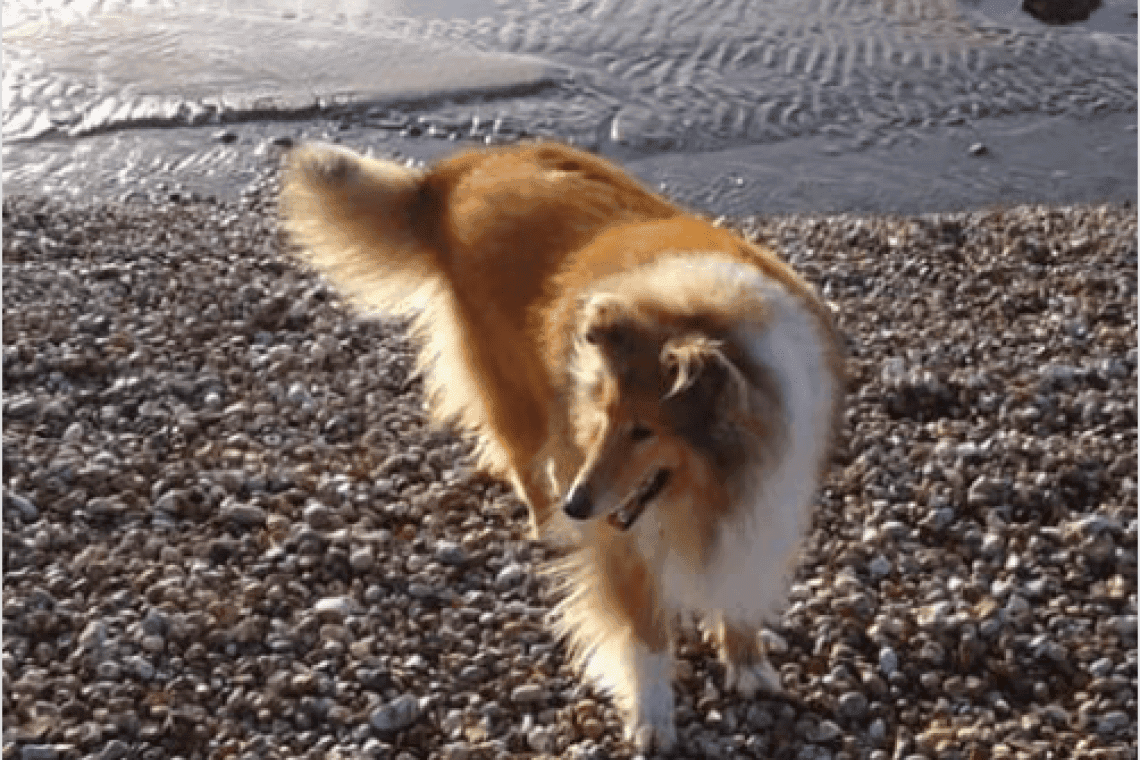 Plage Plage d’Ambleteuse – Côte dOpale à Ambleteuse, chiens admis toute l'année