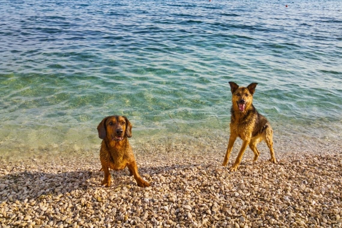 Plage Plages de Lenval à Nice, chiens admis en laisse
