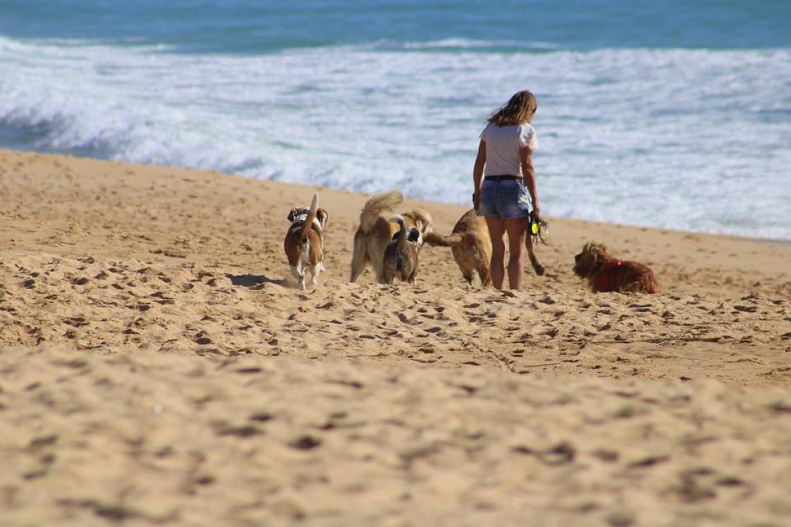 Plage Plage de Bréhal à Bréhal, chiens admis en laisse