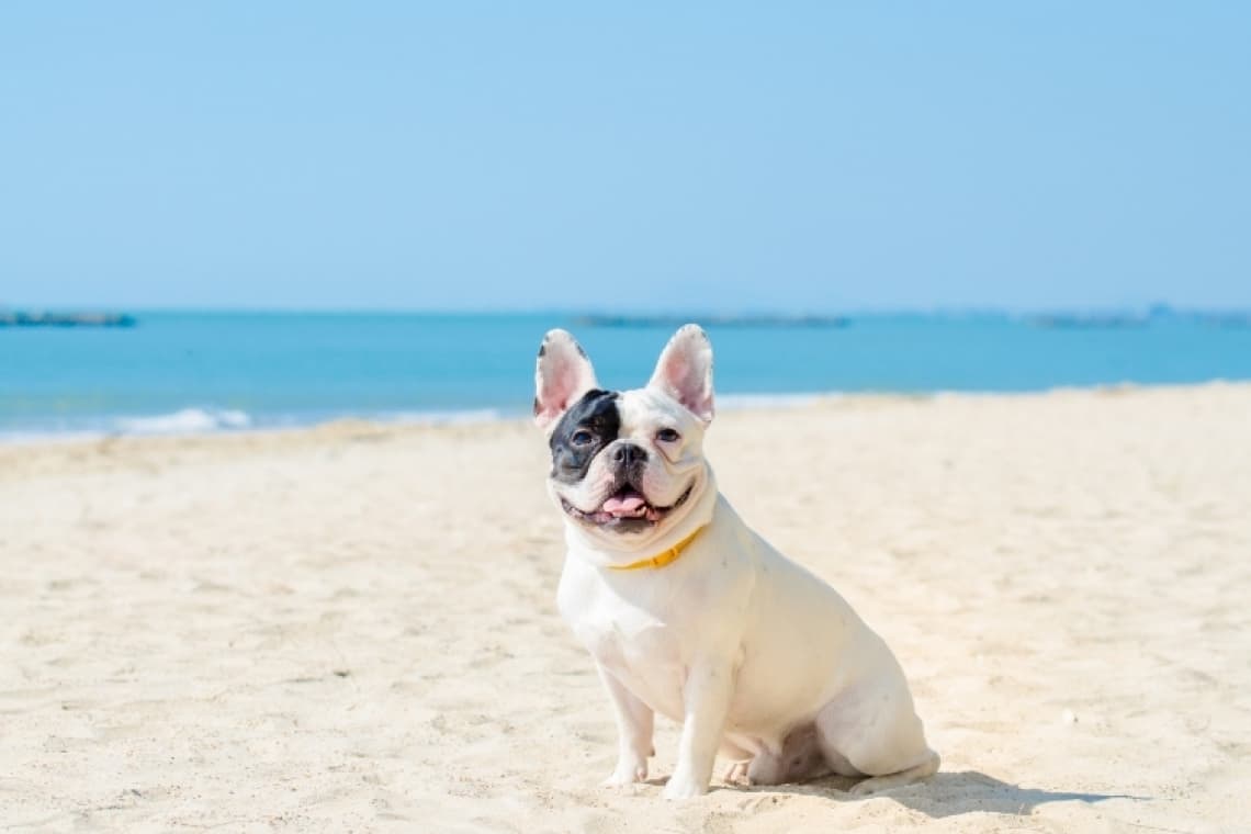 Plage Plage de Piémanson à Arles, chiens admis en laisse