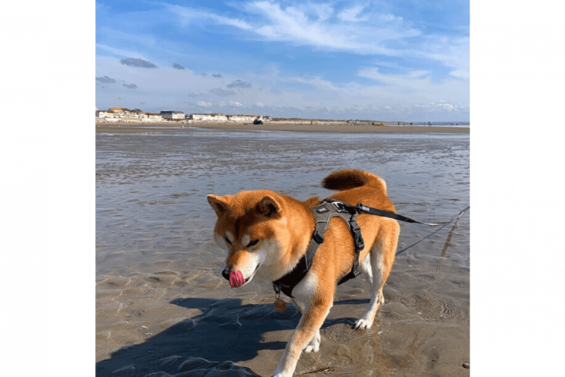 Plage Plage de Quend-Plage-les-Pins à Quend, chiens admis toute l'année