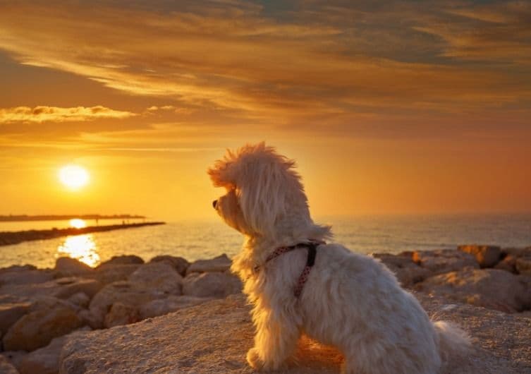 Plage Hourtin Plages à Hourtin, chiens admis à certains horaires