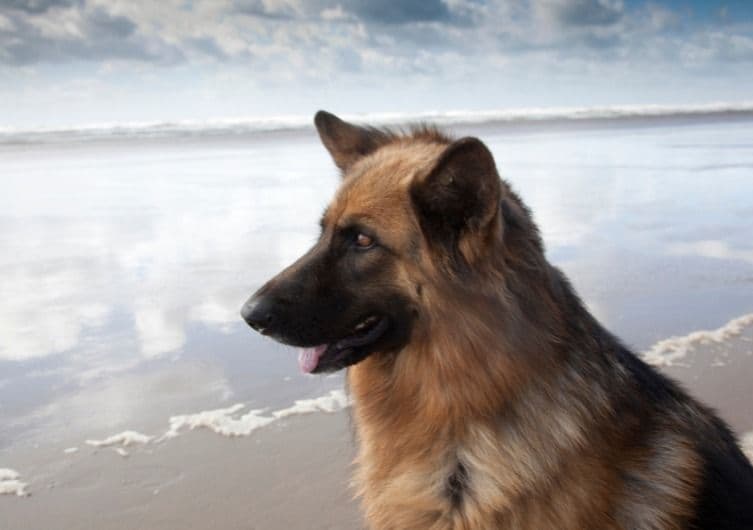 Plage Plage de la Pointe Espagnole à La Tremblade, chiens admis hors saison