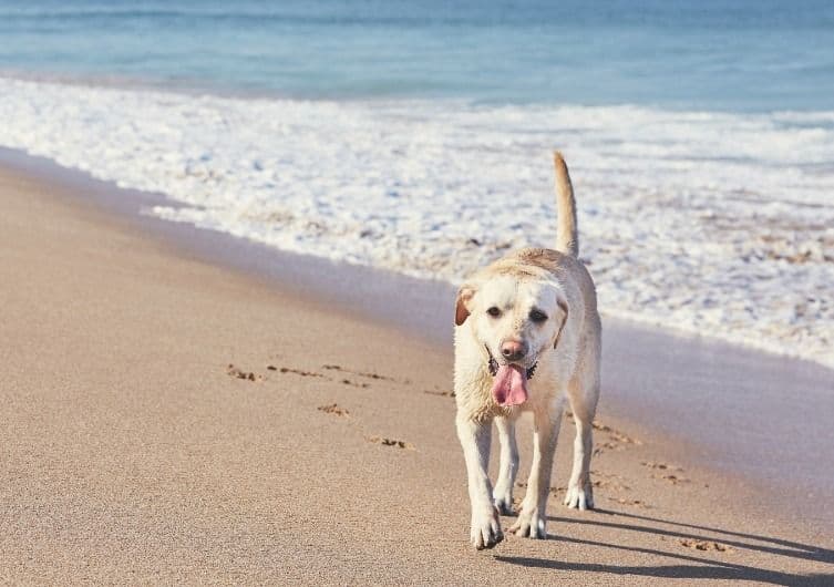 Plage Plage de Gohaud à Saint-Michel-Chef-Chef, chiens admis à certains horaires