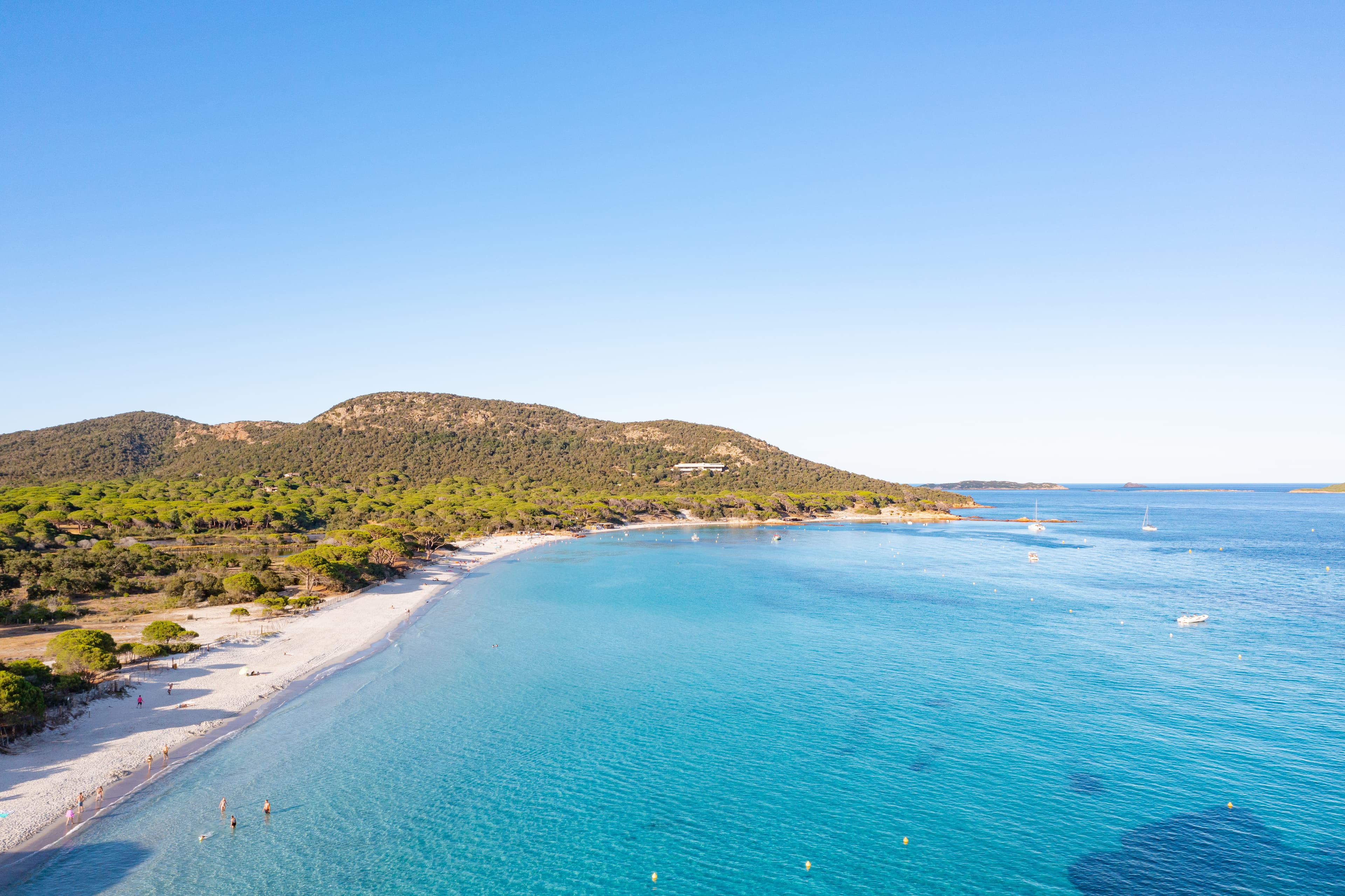 Eau turquoise, sable clair et pins parasols de la plage de Palombaggia à Porto-Vecchio, Corse-du-Sud